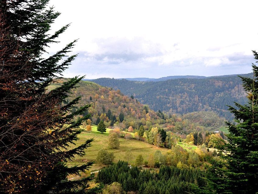La nature vosgienne